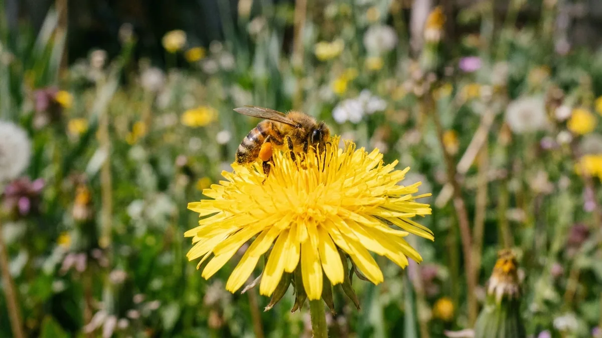 Abeille couverte de pollen sur une fleur de pissenlit au jardin