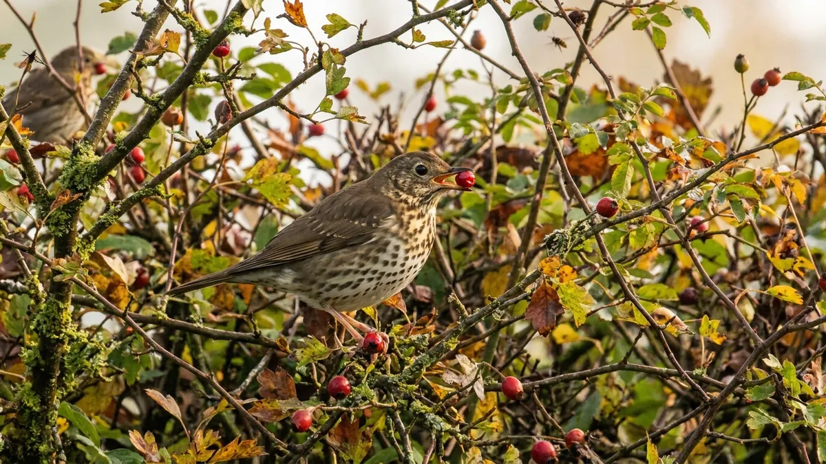 Grive posée dans une haie à baies dans un jardin favorable aux oiseaux.