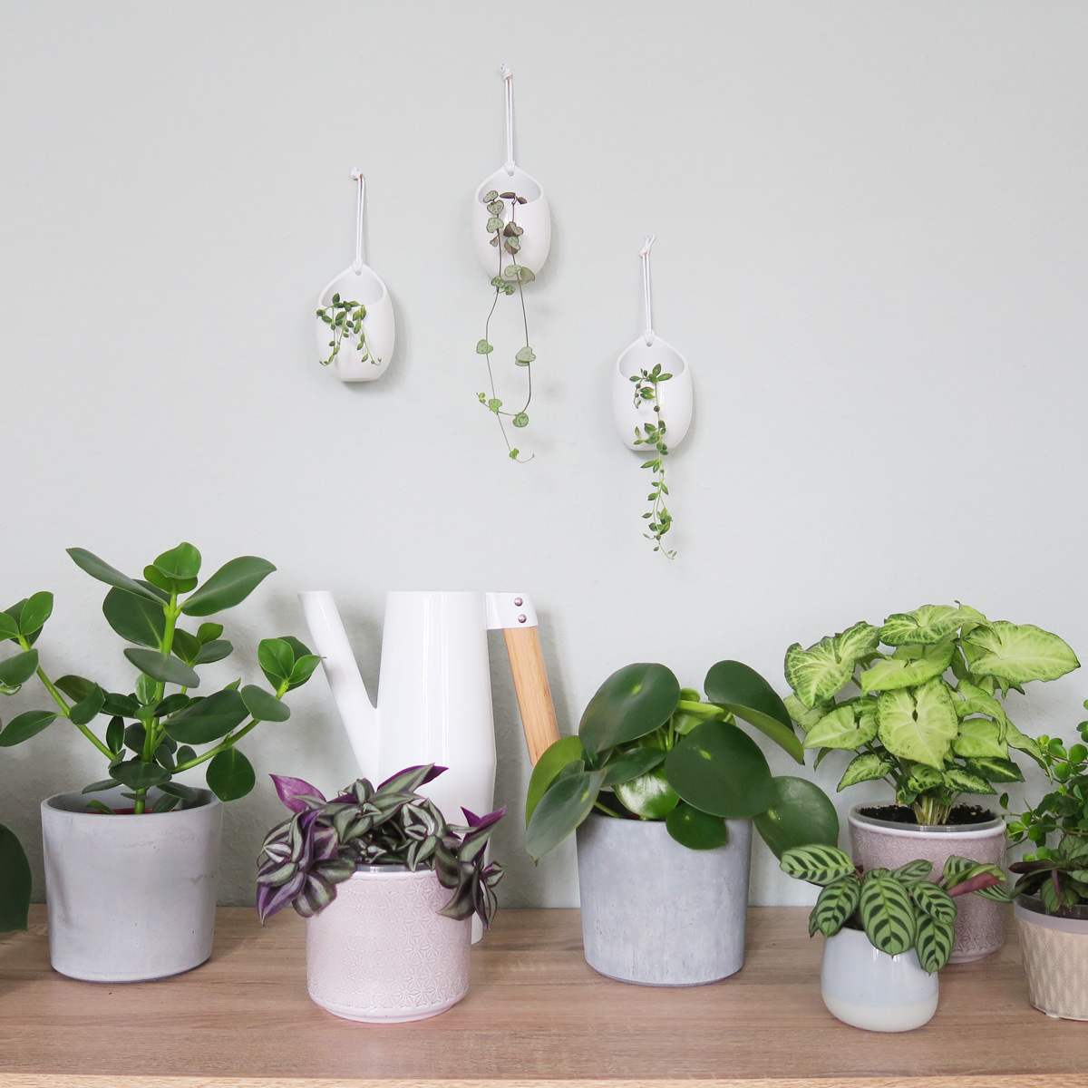 Arroser vos plantes d'intérieur