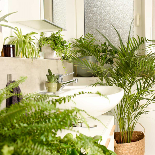 Salle de bain sans lumière : 13 plantes pour votre pièce